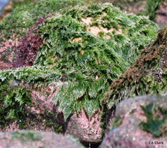 Chaetomorpha antennina