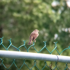 Passerculus sandwichensis