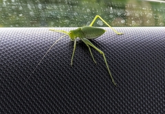 Poecilimon schmidtii