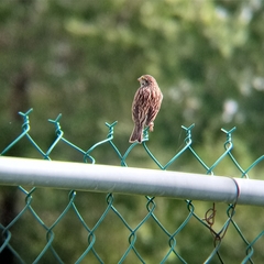 Passerculus sandwichensis