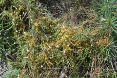 Cuscuta approximata