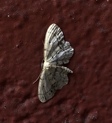 Eupithecia unicolor