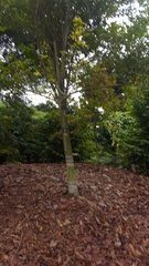 Anisoptera marginata