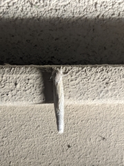 Phragmataecia castaneae