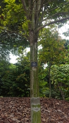 Anisoptera marginata