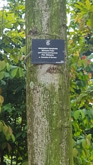 Anisoptera marginata