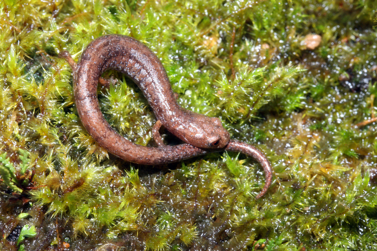 Monteverde Moss Salamander