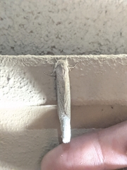 Phragmataecia castaneae