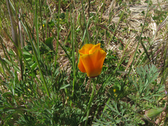 Eschscholzia californica