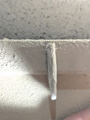 Phragmataecia castaneae