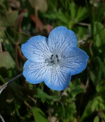 Nemophila menziesii menziesii