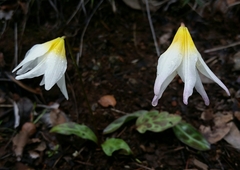Erythronium helenae