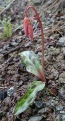 Erythronium helenae