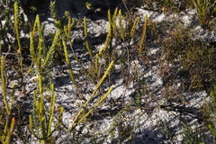 Lachnaea grandiflora