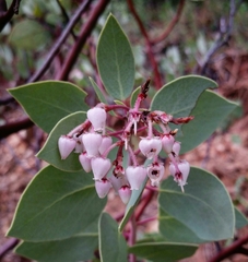 Arctostaphylos viscida pulchella