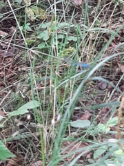 Platycnemis pennipes