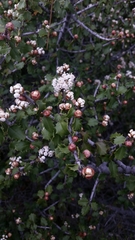 Ceanothus jepsonii albiflorus