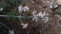 Ceanothus jepsonii albiflorus