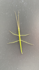 Verophasmatodea