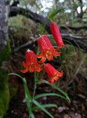 Fritillaria recurva