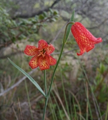 Fritillaria recurva