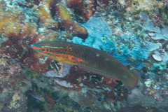 Halichoeres biocellatus