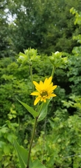 Silphium integrifolium laeve