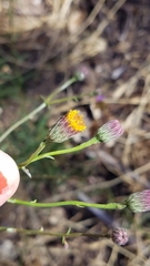 Erigeron greenei