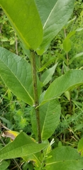 Silphium integrifolium laeve