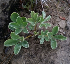 Lupinus sericatus