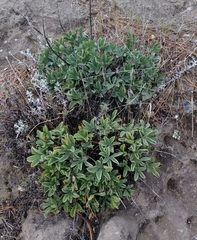 Lupinus sericatus