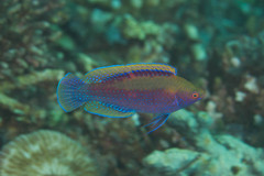 Cirrhilabrus beauperryi