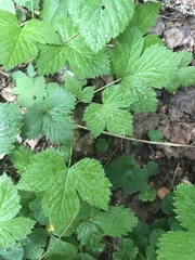 Rubus humulifolius