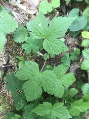 Rubus humulifolius
