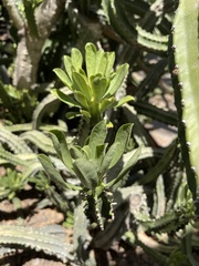Euphorbia