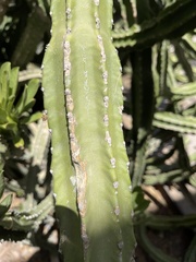 Euphorbia