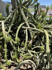 Euphorbia