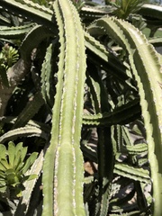 Euphorbia