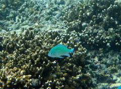 Chromis atripectoralis