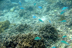 Chromis atripectoralis