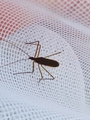 Zelus cervicalis