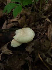 Cuphophyllus angustifolius