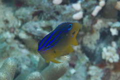 Pomacentrus grammorhynchus