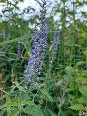 Veronica longifolia
