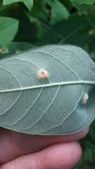 Puccinia seymouriana