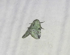 Maliattha concinnimacula