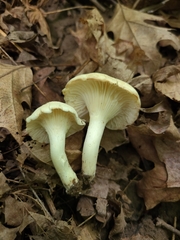 Cuphophyllus angustifolius