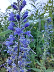 Veronica longifolia