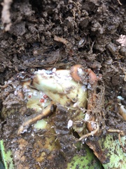 Dysmicoccus brevipes