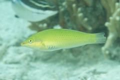 Halichoeres chloropterus
